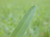 A single blade of grass, with a tiny bug perched on top.