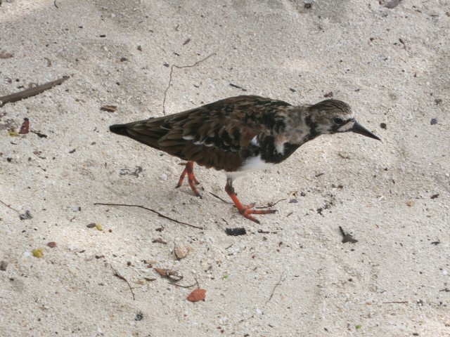 One of many species of birds on the islands.