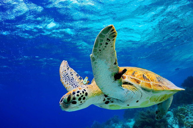 Olive Ridley Sea Turtle