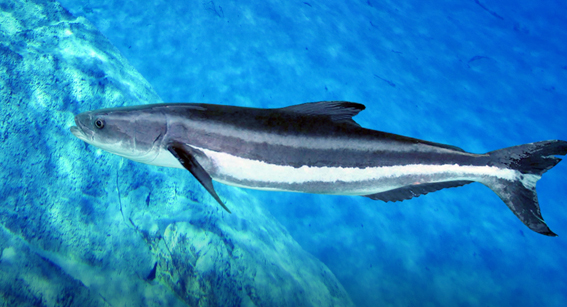Cobia